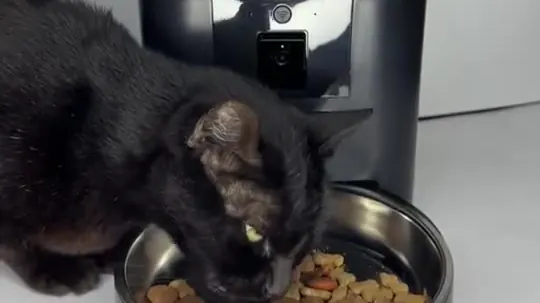 Gato negro comiendo de un comedero automático